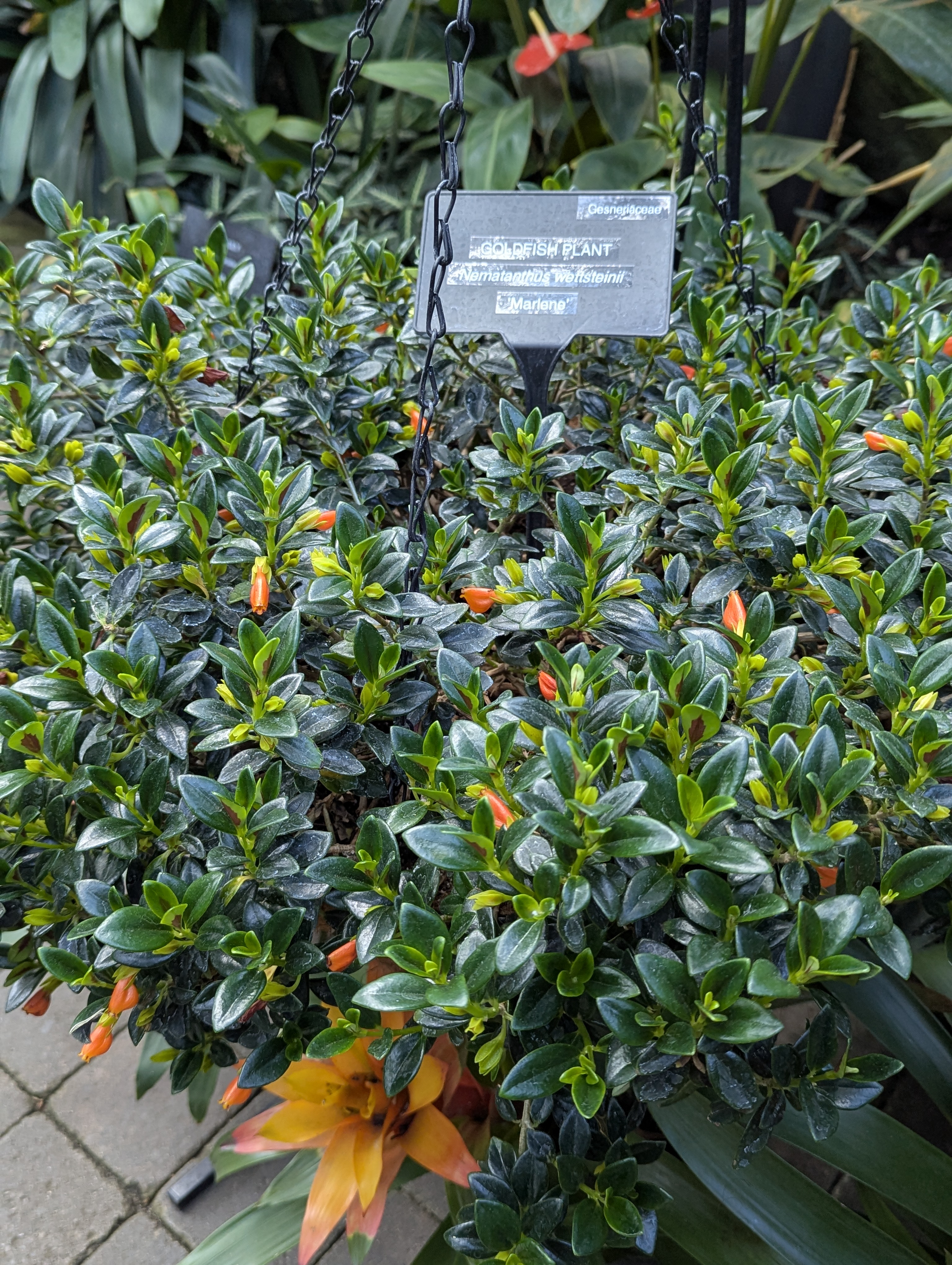 Birthday Trip to Canada, Edmonton, Pyramids, Muttart Observatory